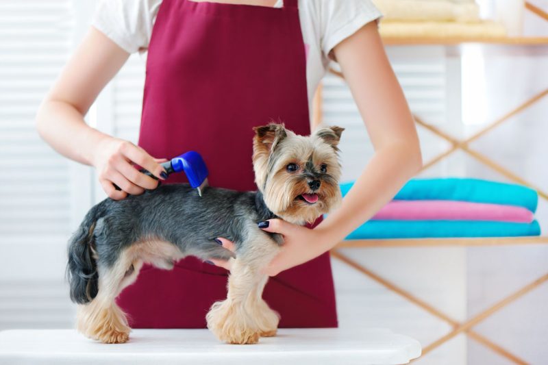 grooming-canino