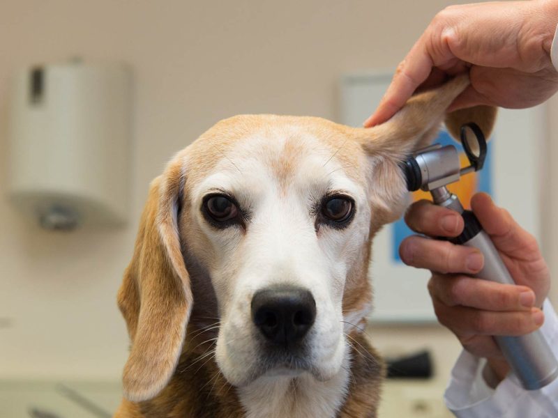 perro-chequeo-veterinario